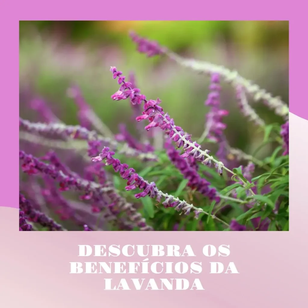 Benefícios e Usos do Óleo Essencial de Lavanda