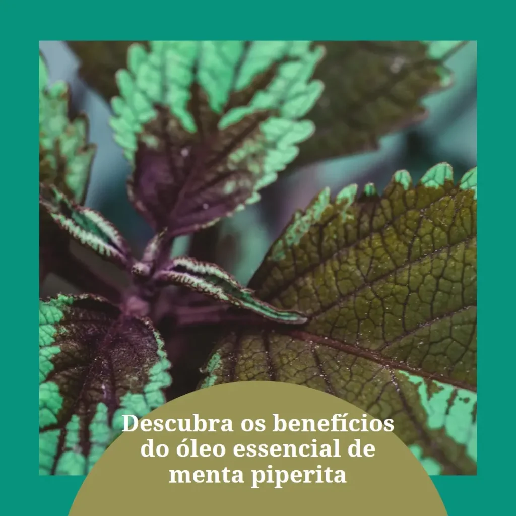 Benefícios e Usos do Óleo Essencial Menta Piperita
